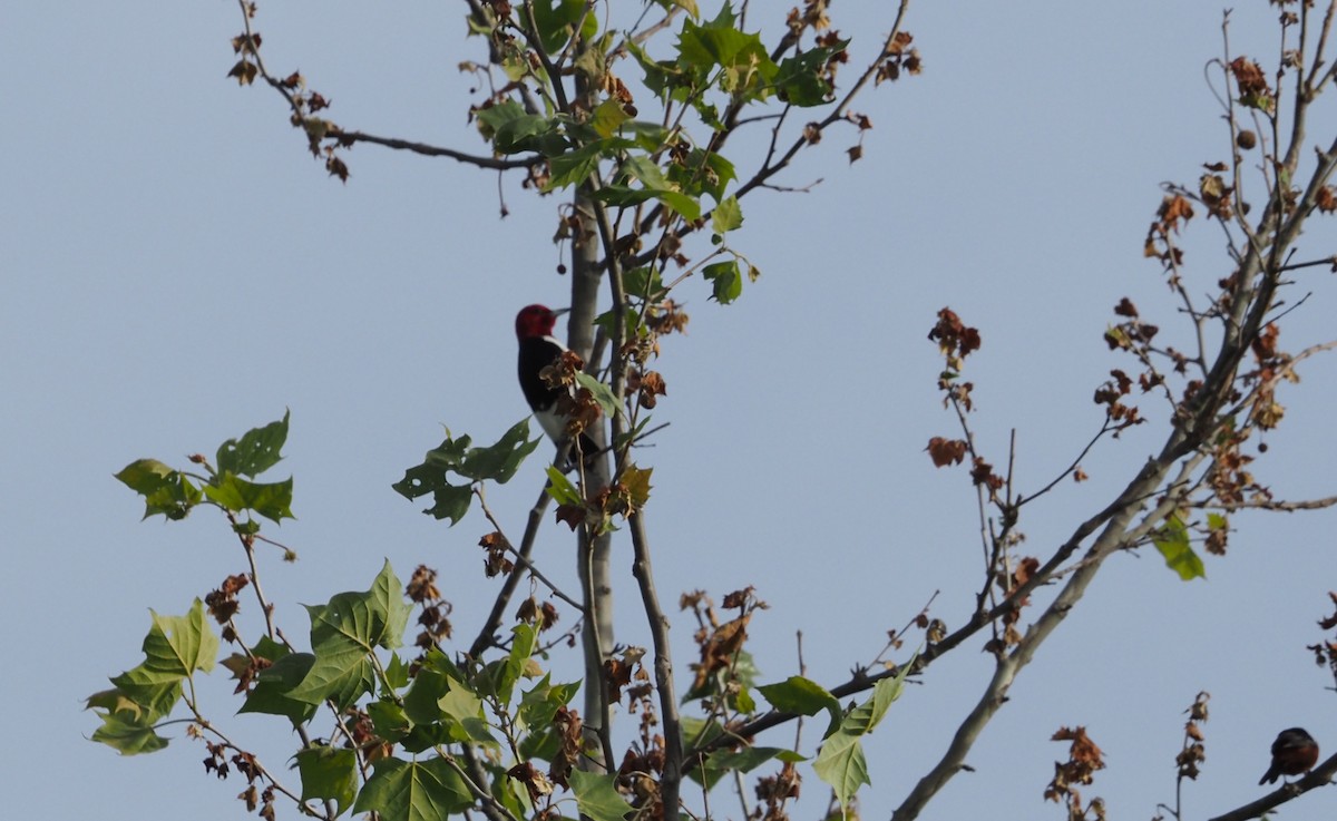 Red-headed Woodpecker - ML580477051