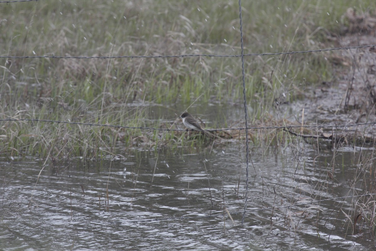 Eastern Phoebe - ML58047711