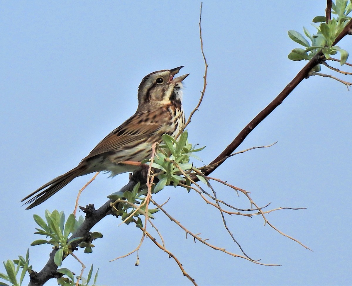 Song Sparrow - ML580477171