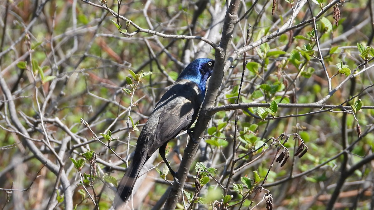 Common Grackle - ML580477201