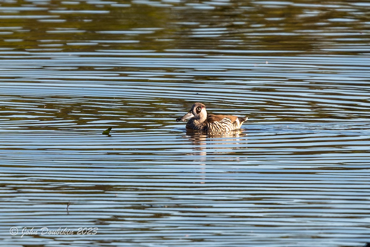 Pink-eared Duck - ML580477991