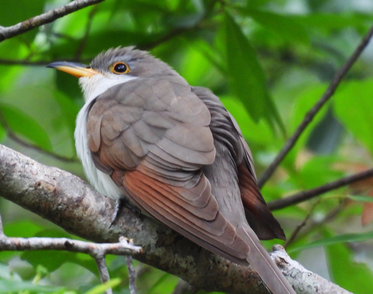 gulnebbgjøk - ML580478581