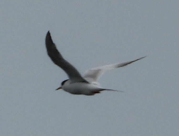 Forster's/Common Tern - ML580478591