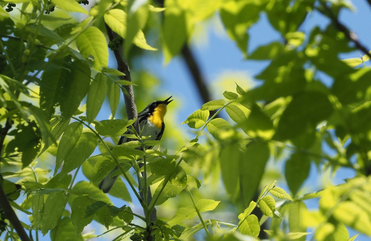 Goldkehl-Waldsänger - ML580479401