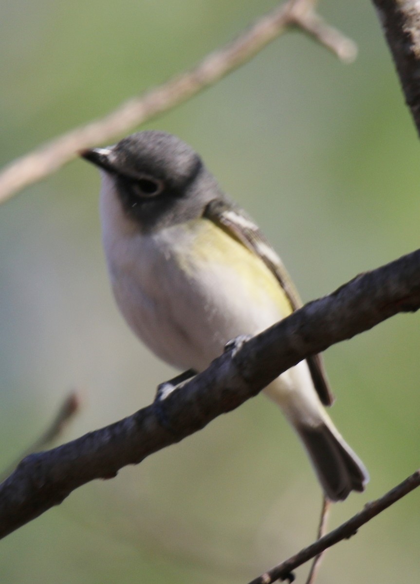 Blue-headed Vireo - ML58048021