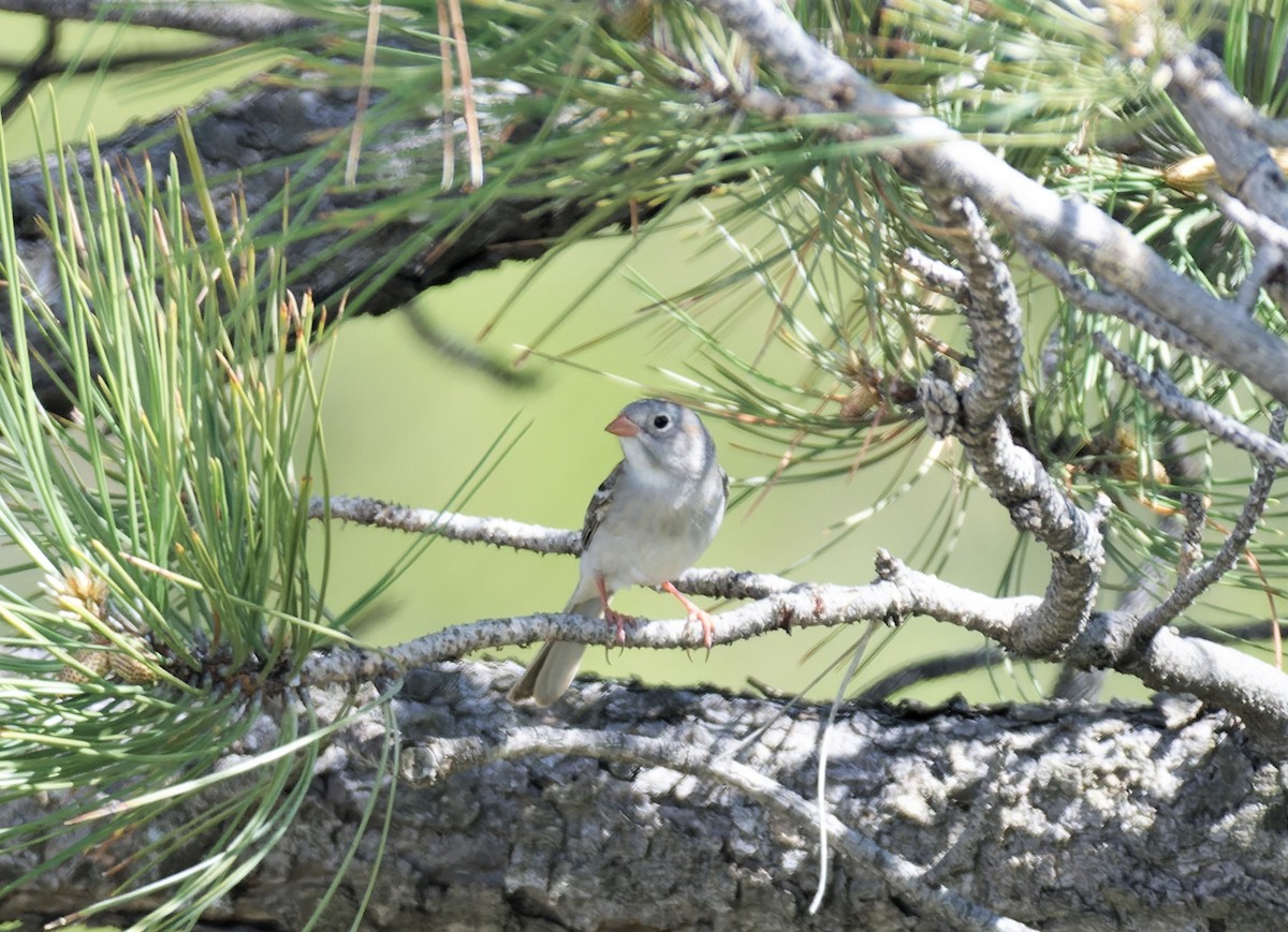 Field Sparrow - ML580480281