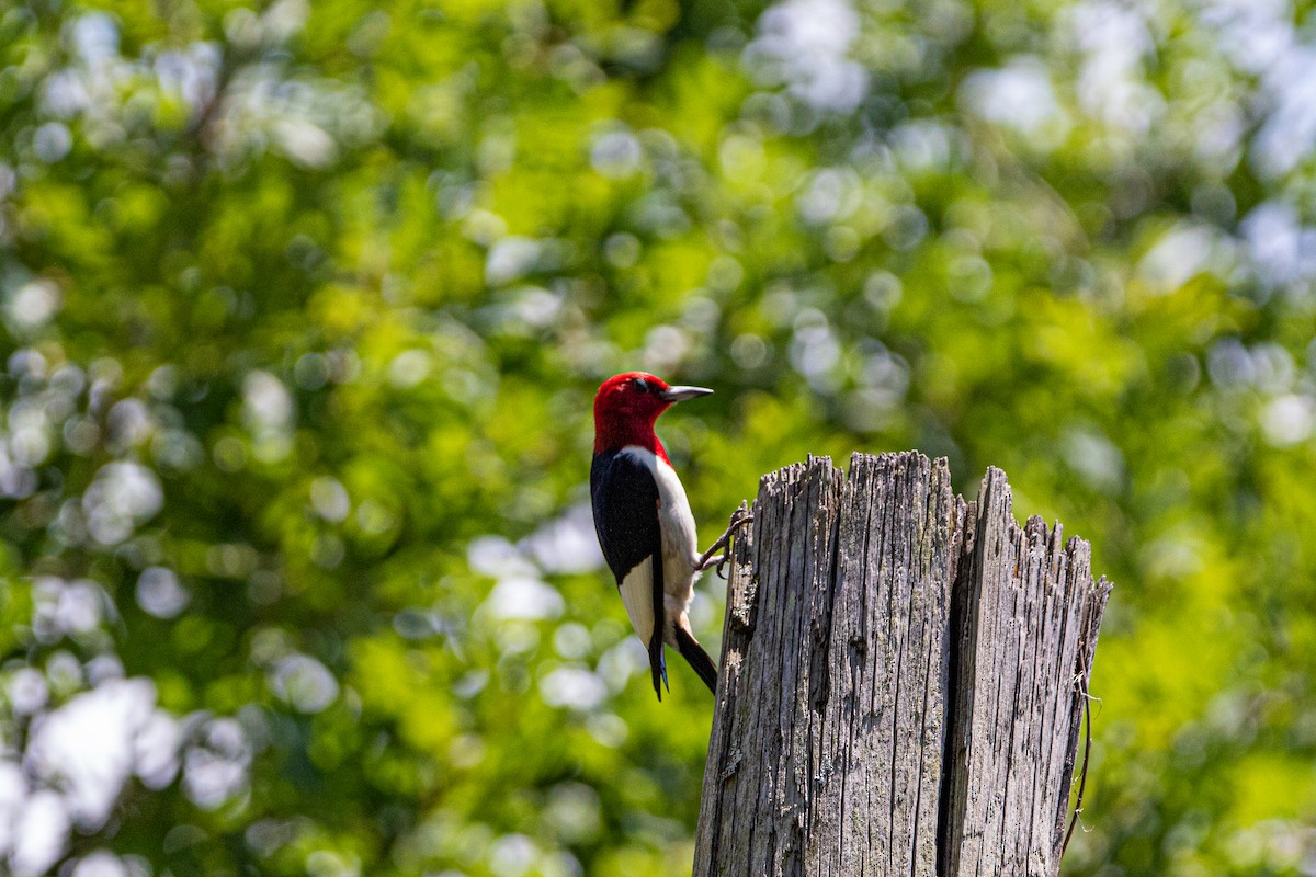 Red-headed Woodpecker - ML580480351