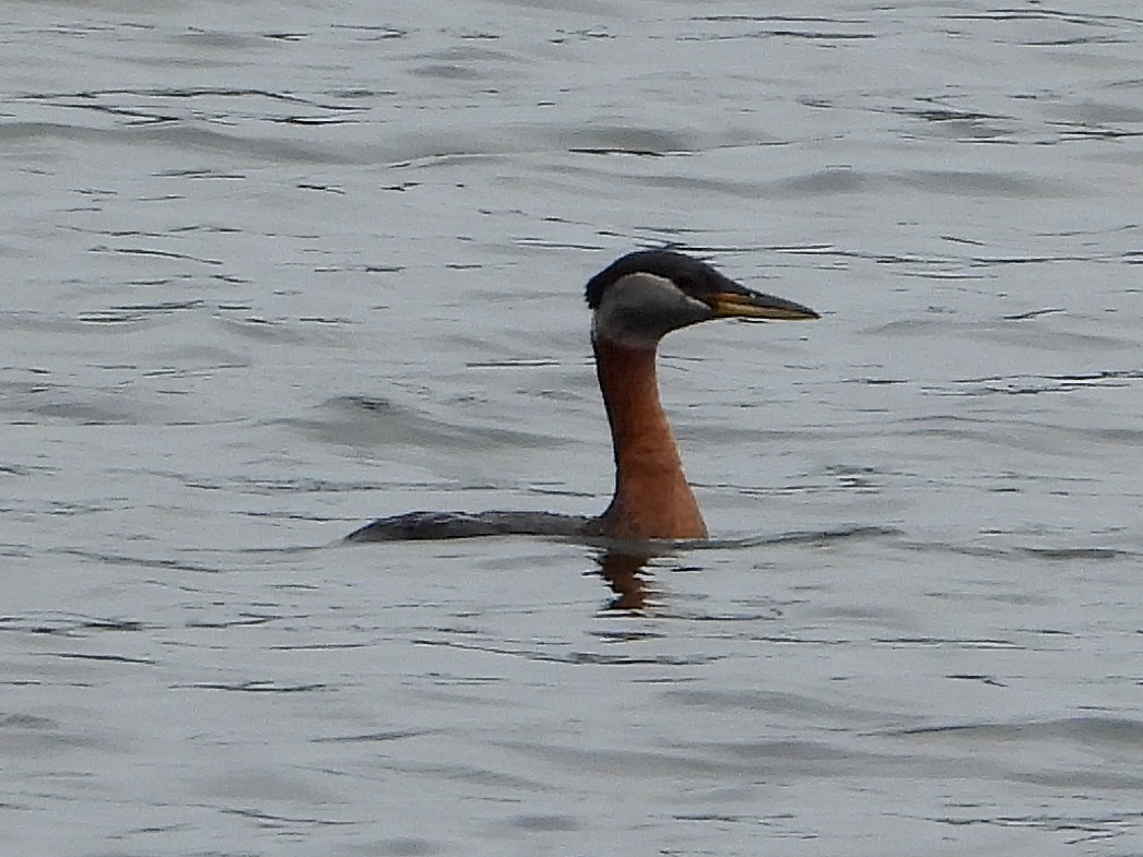Red-necked Grebe - ML580480401