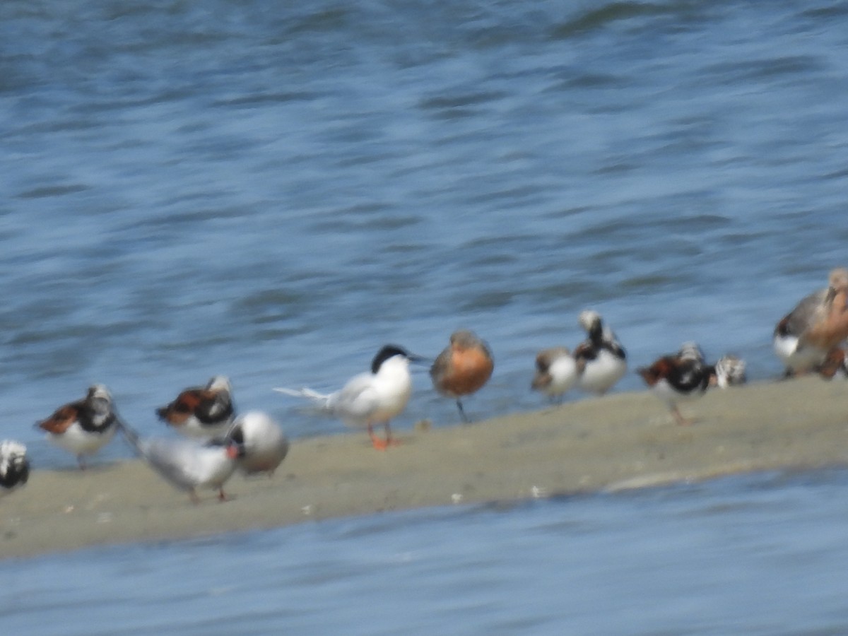 Red Knot - ML580480461