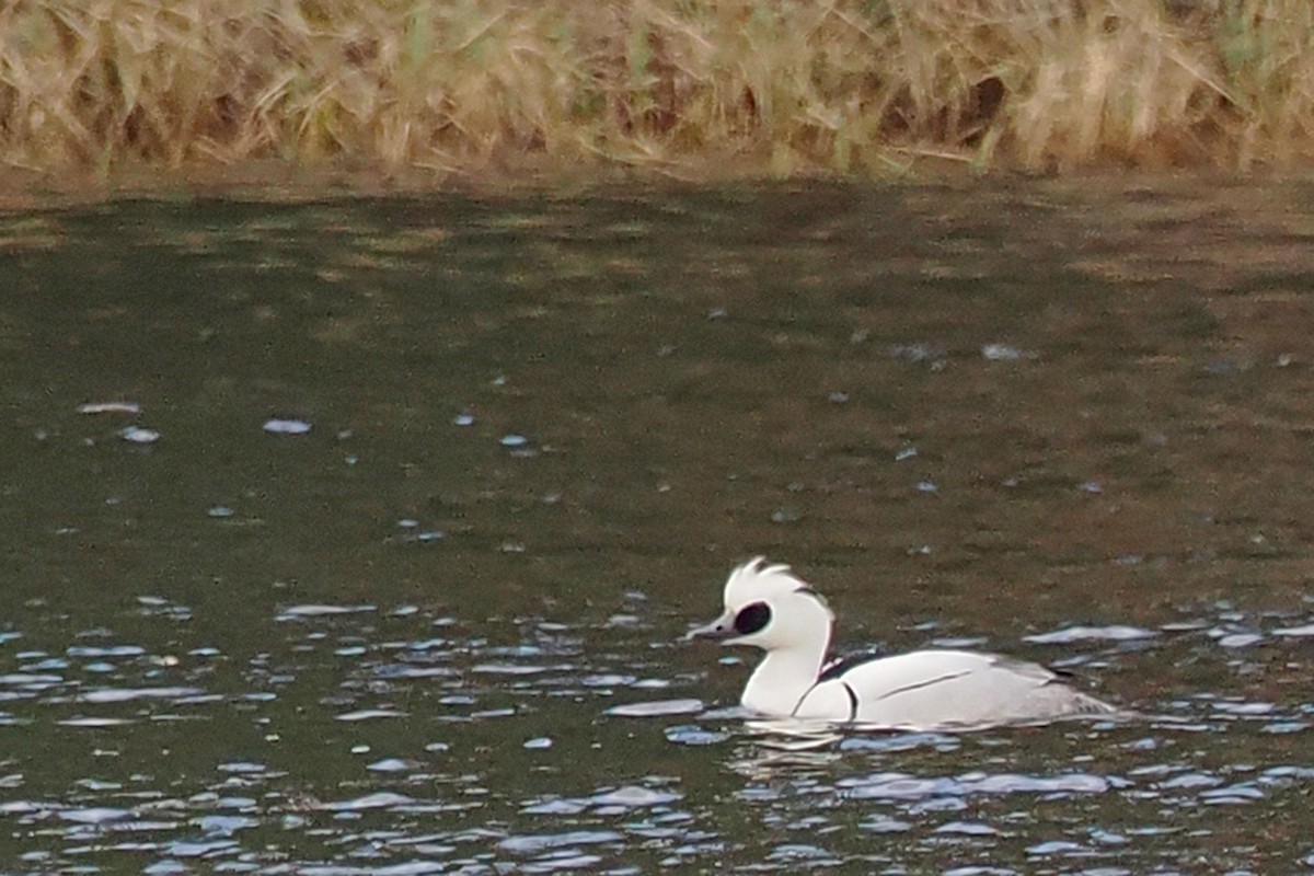 Smew - ML580480791