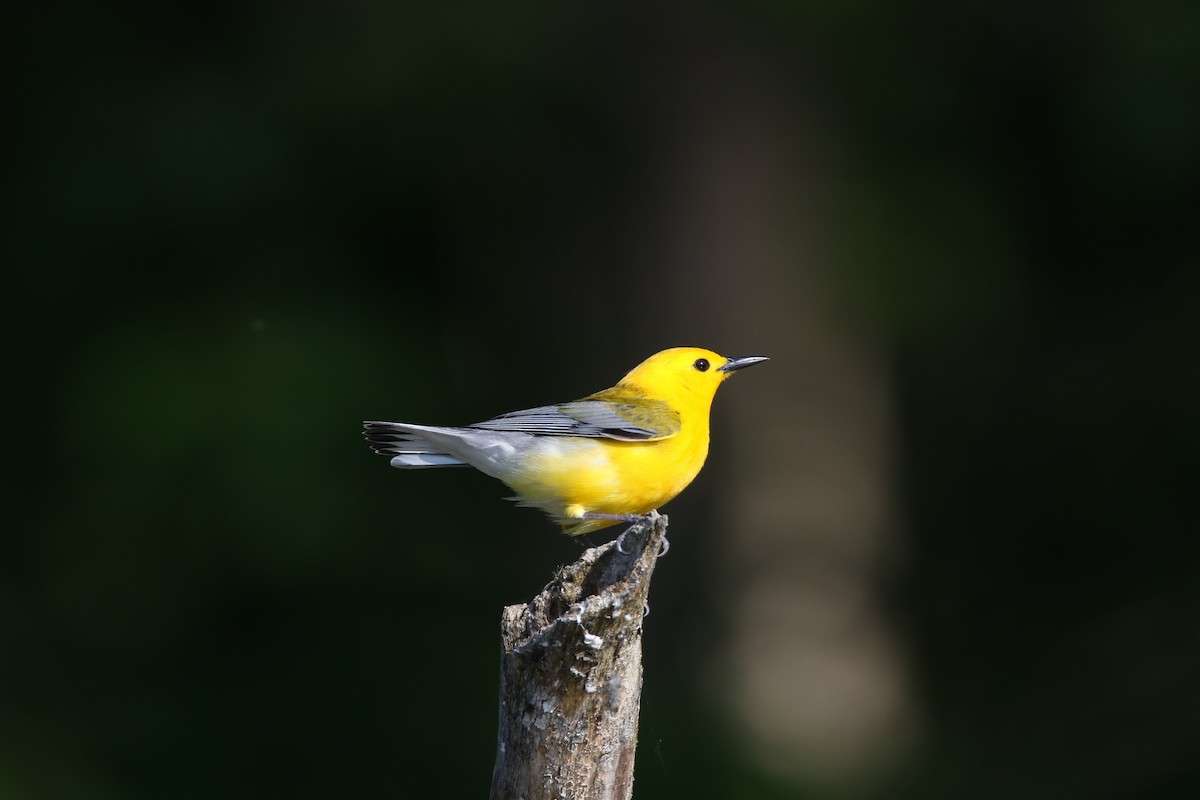 Prothonotary Warbler - ML580480941