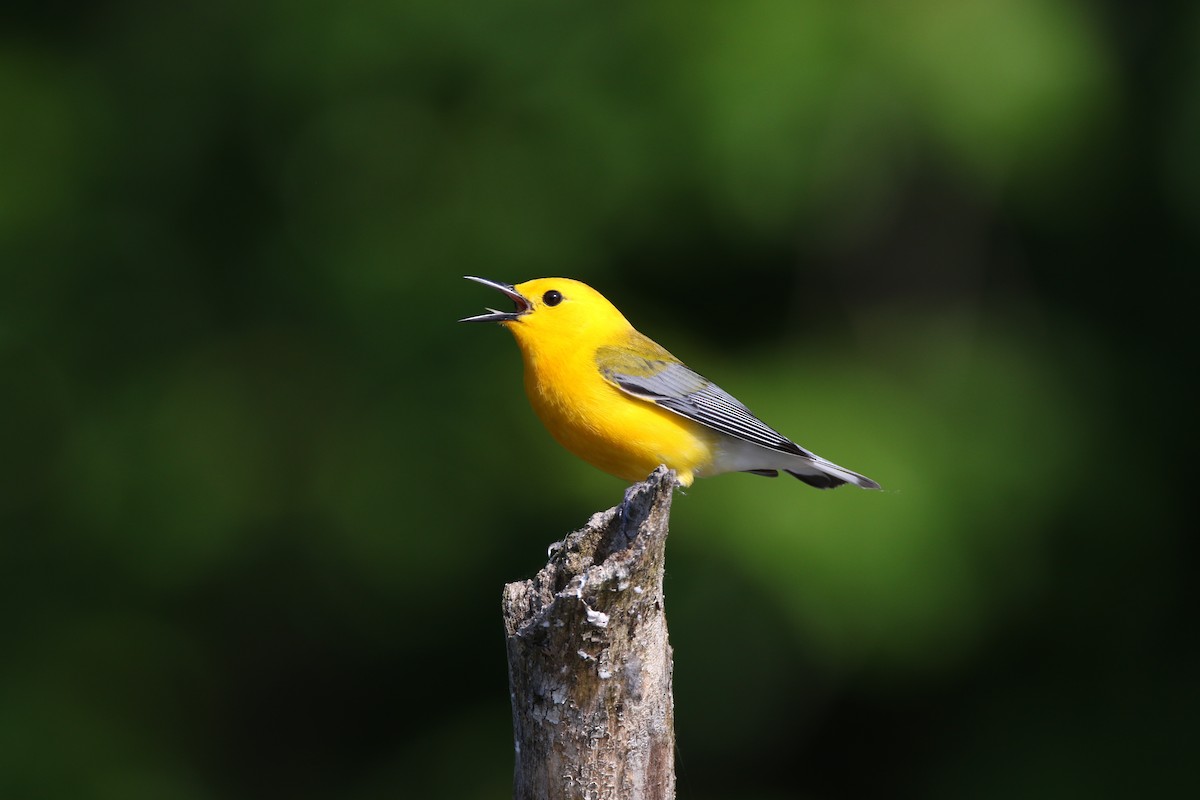 Prothonotary Warbler - ML580481011