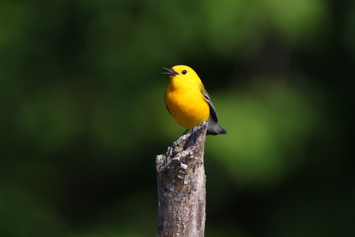 Prothonotary Warbler - ML580481121