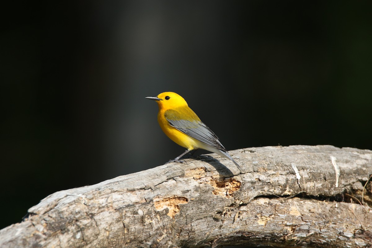 Prothonotary Warbler - ML580481151