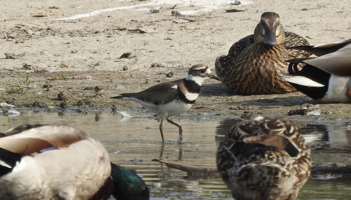 Killdeer - Noam Markus