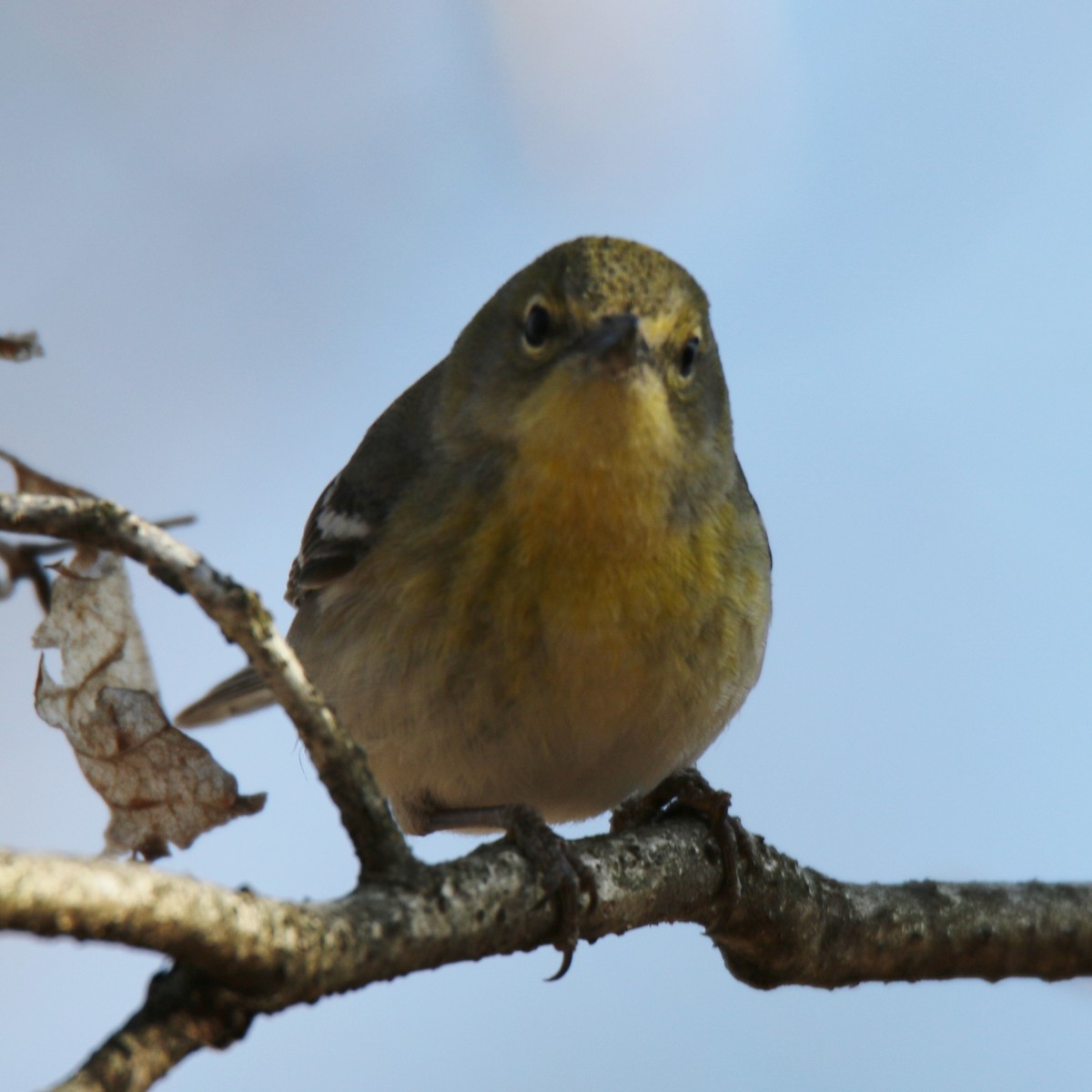 Pine Warbler - ML58048191