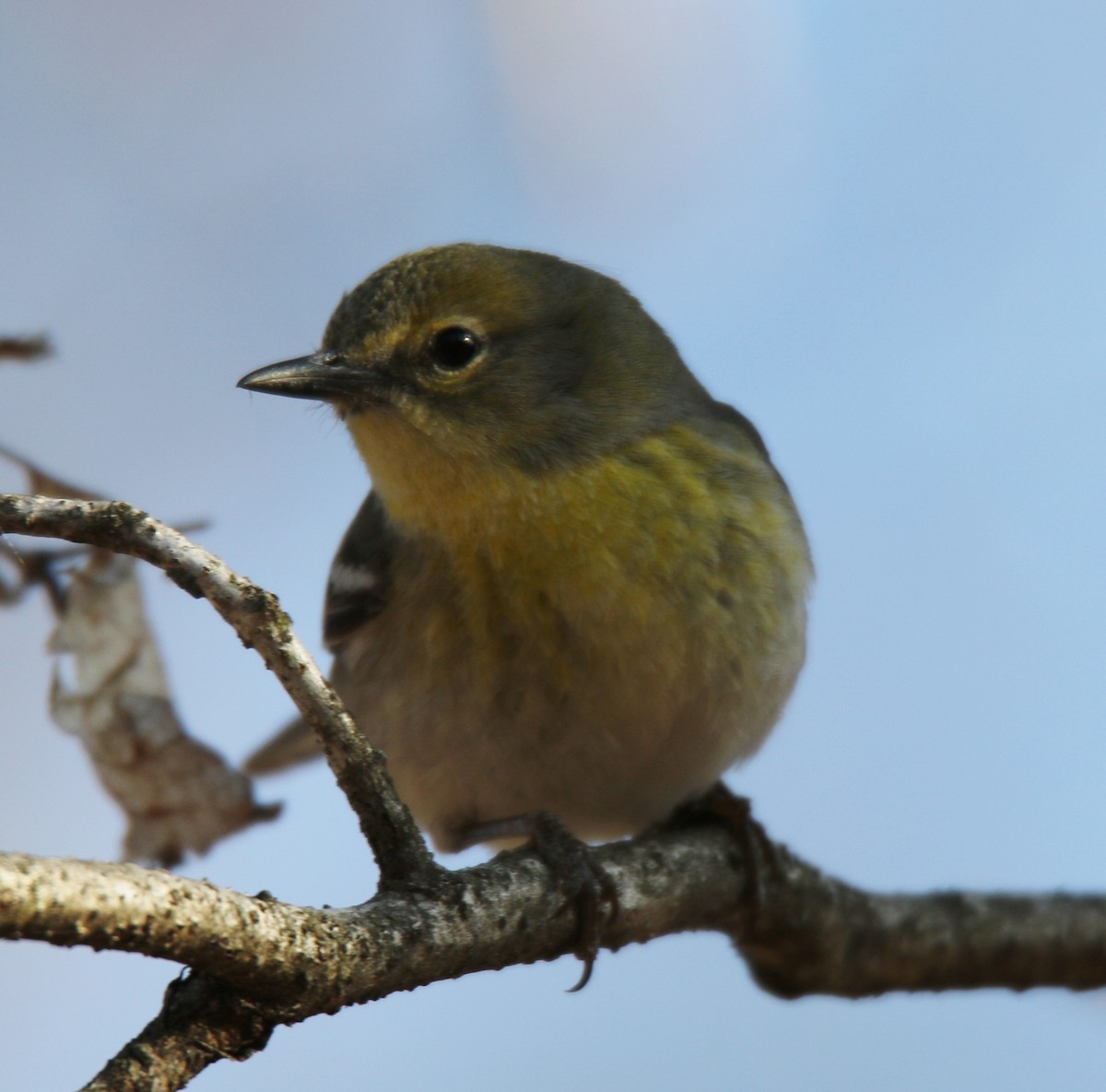 Pine Warbler - ML58048201