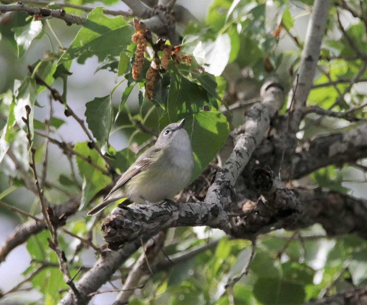 Plumbeous Vireo - ML580482181