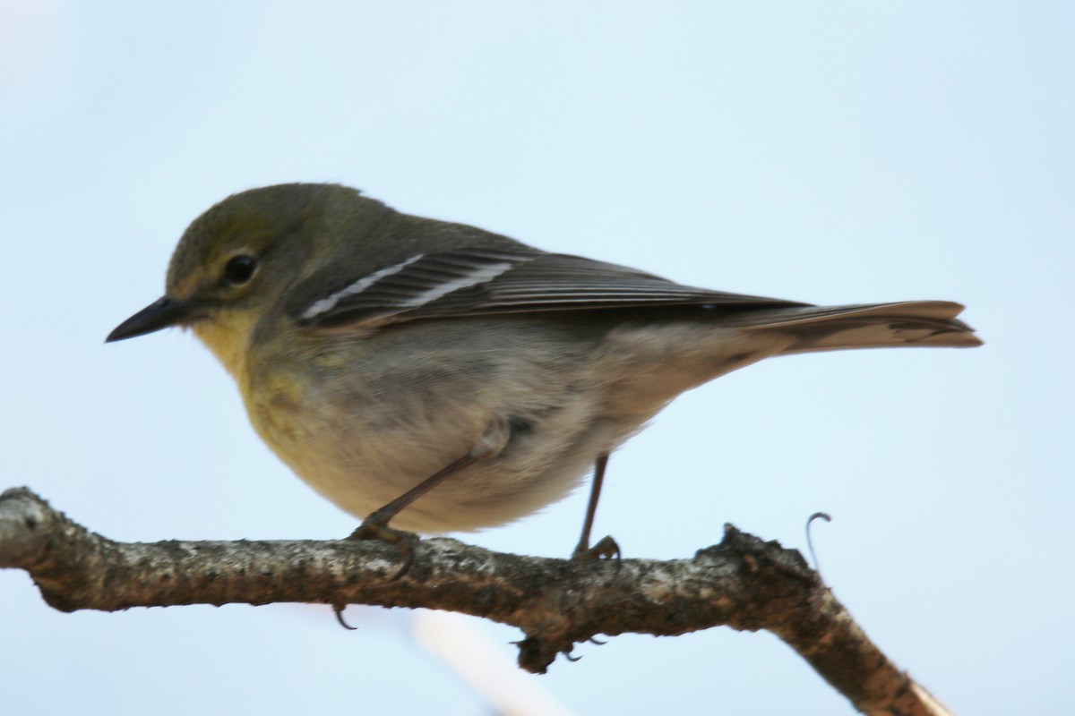 Pine Warbler - ML58048221