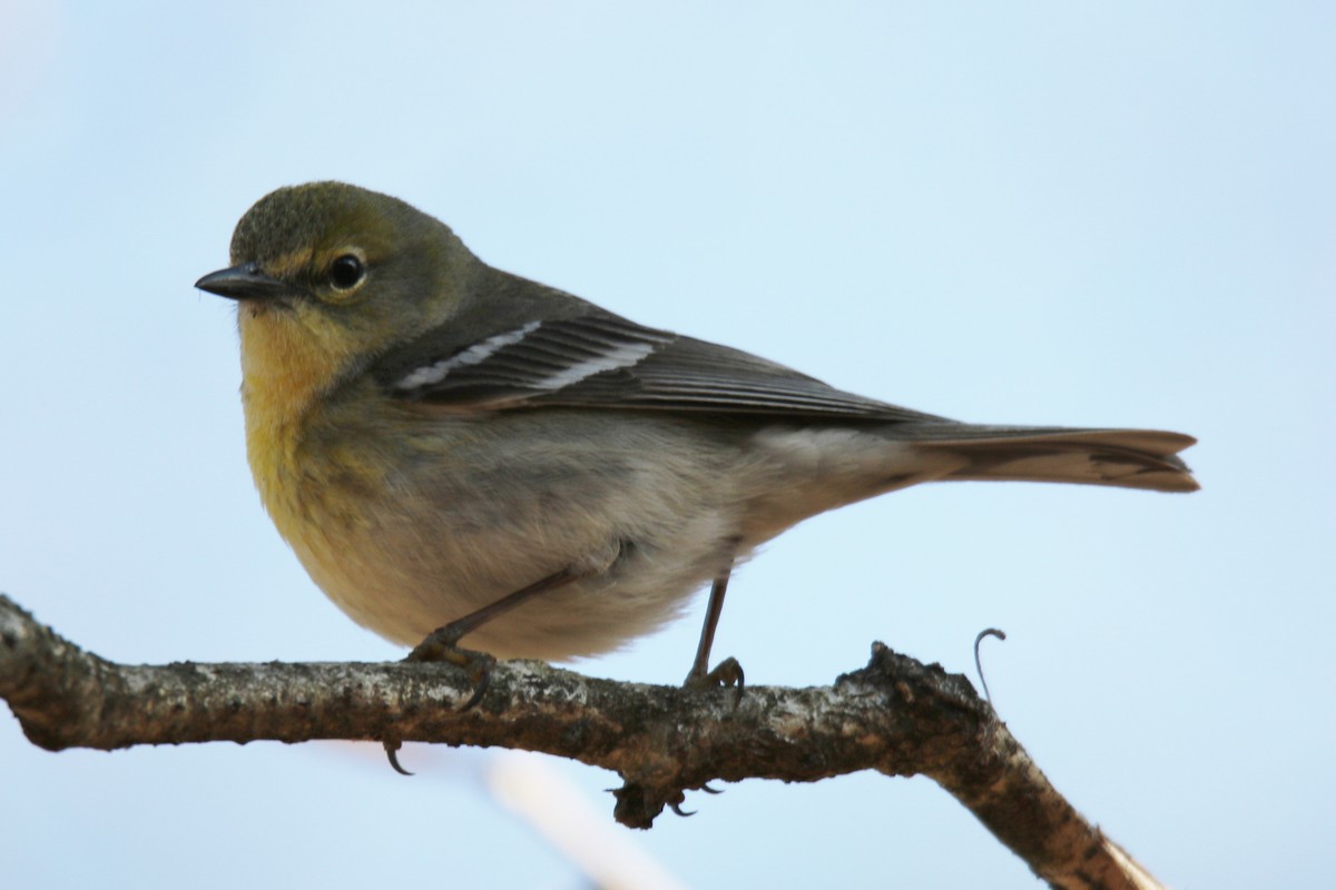 Pine Warbler - ML58048231