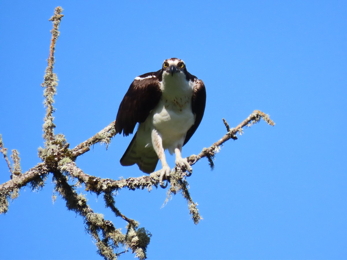 Águila Pescadora - ML580482671