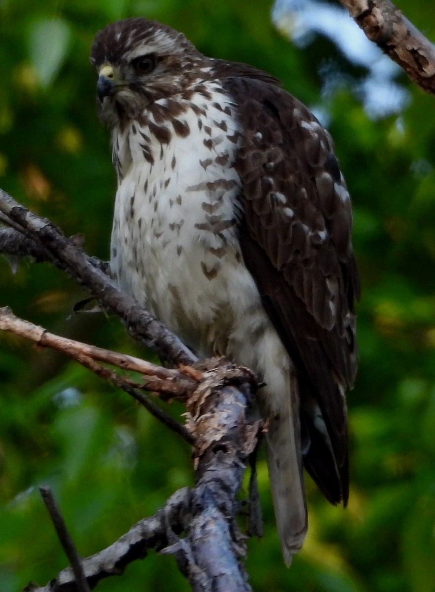 Broad-winged Hawk - ML580483401