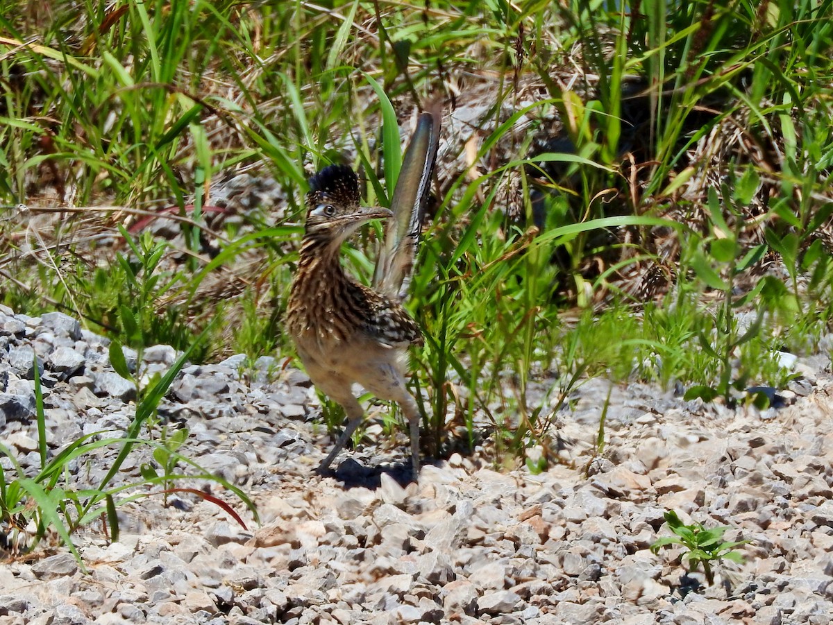 Greater Roadrunner - Brian Marra