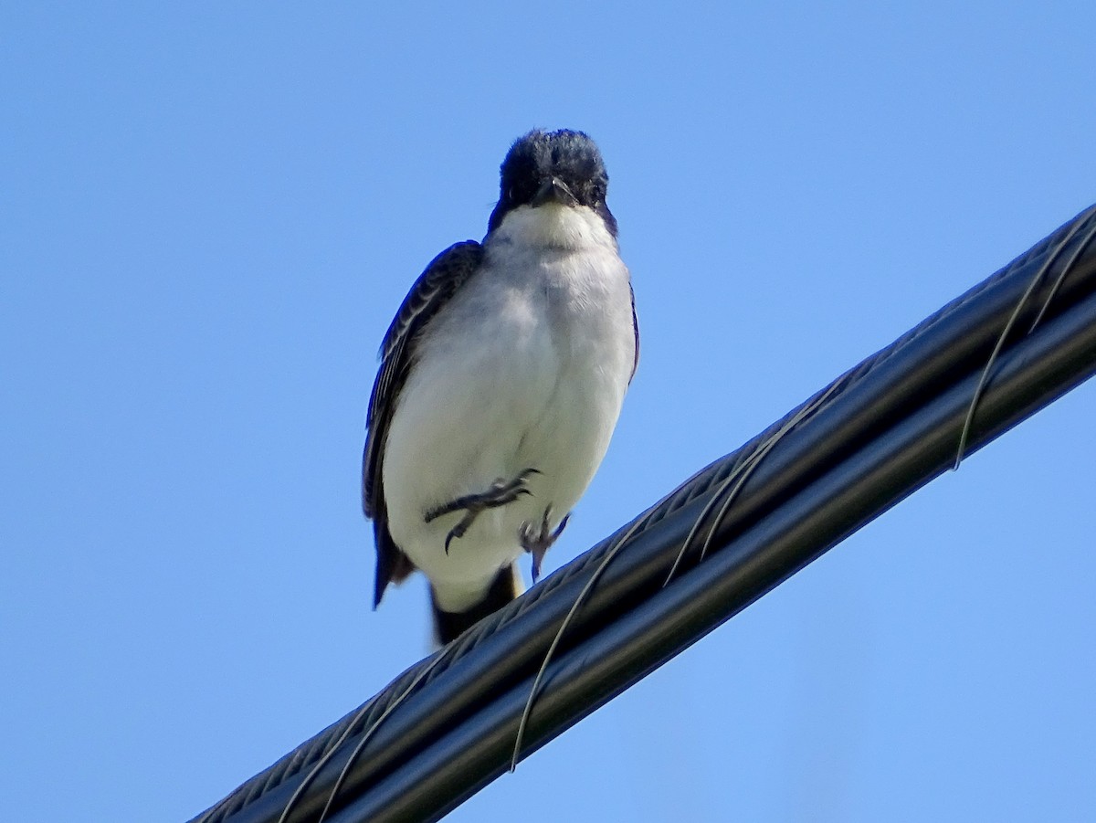 Eastern Kingbird - ML580483941