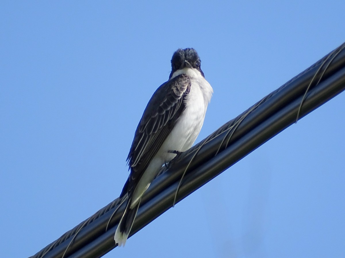 Eastern Kingbird - ML580483981