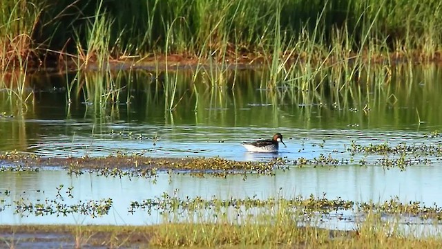 Red-necked Phalarope - ML580484141