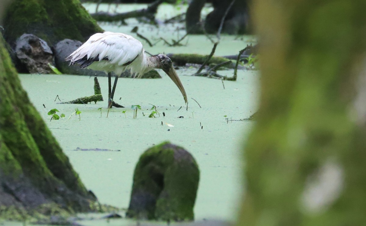 Wood Stork - ML580487441