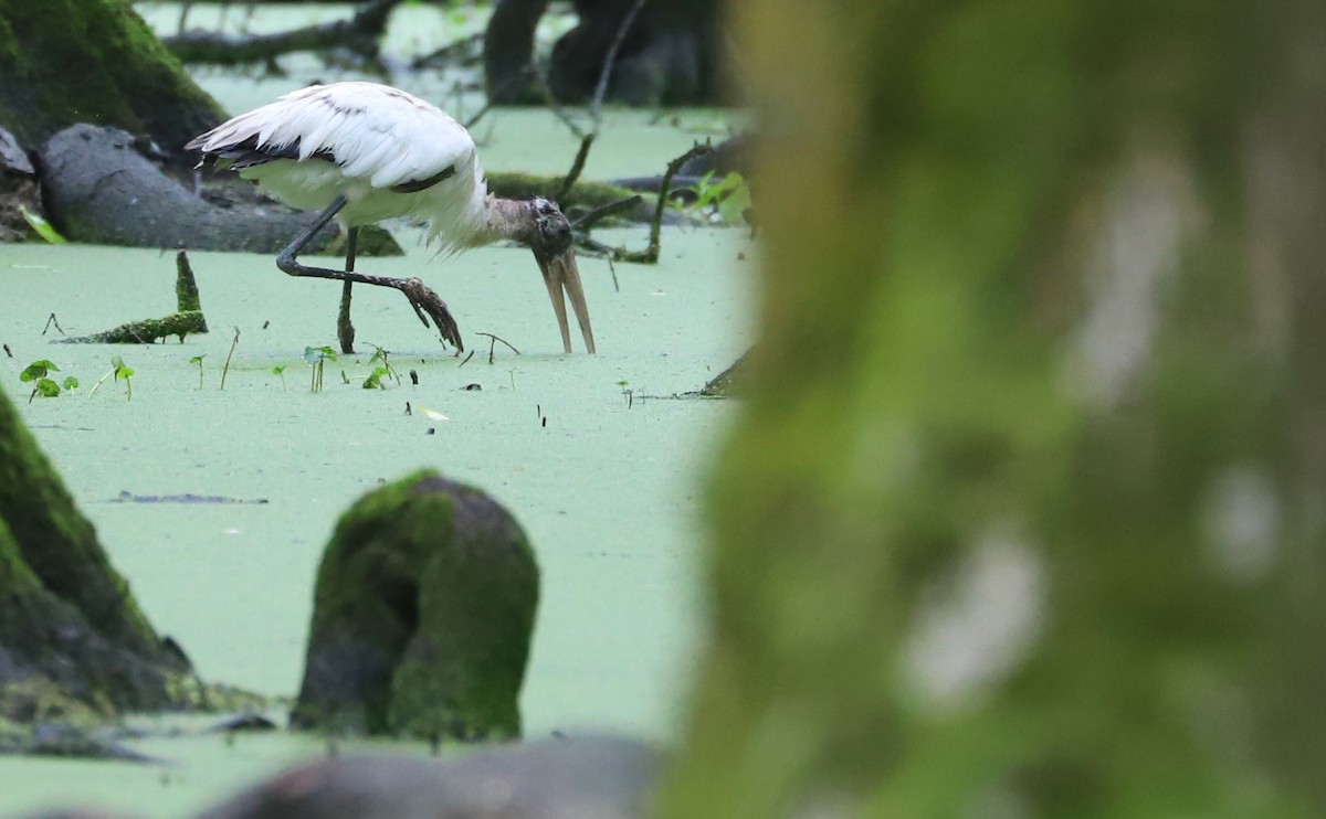 Wood Stork - ML580487471