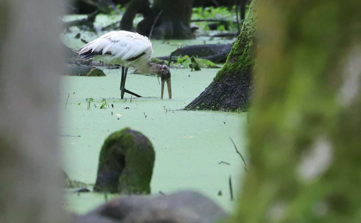 アメリカトキコウ - ML580487501