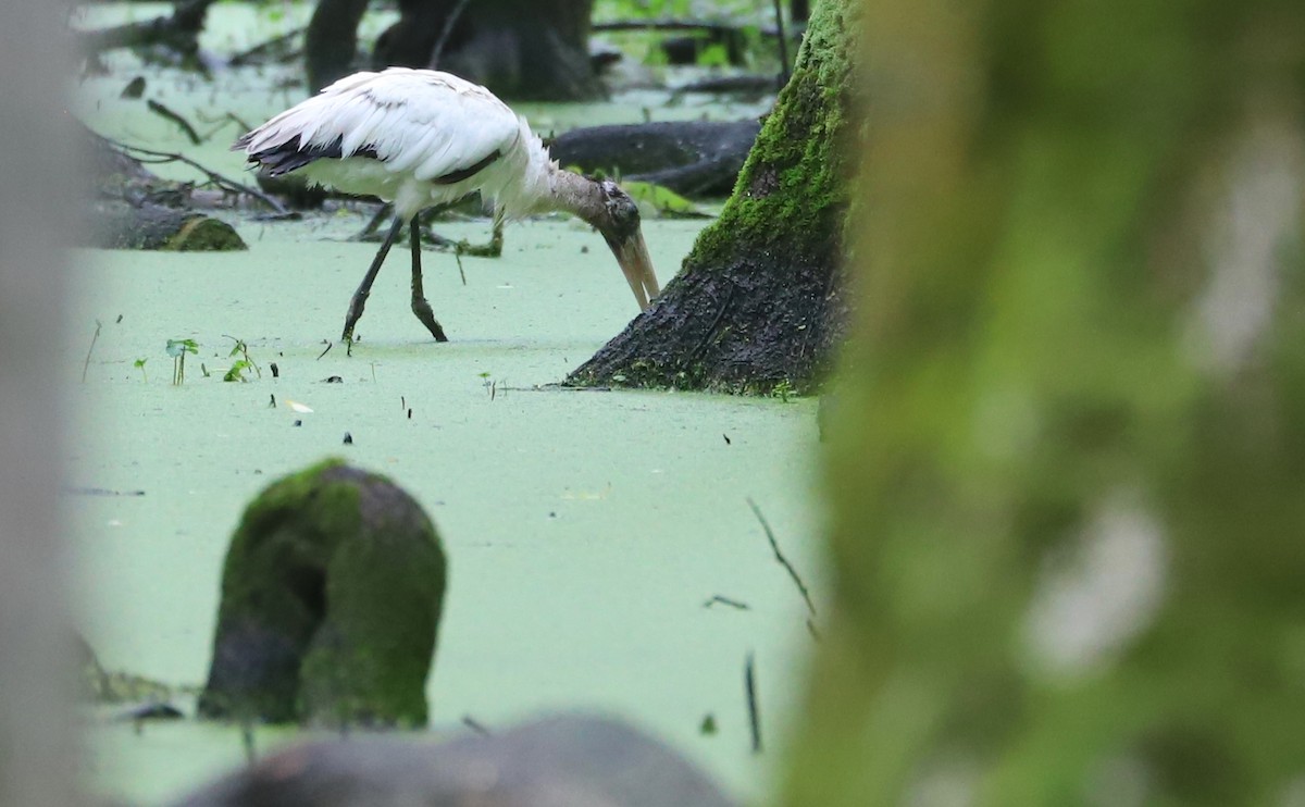 アメリカトキコウ - ML580487551