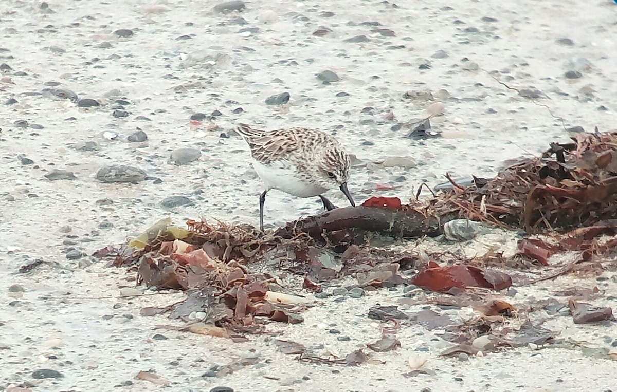 Semipalmated Sandpiper - ML58048851