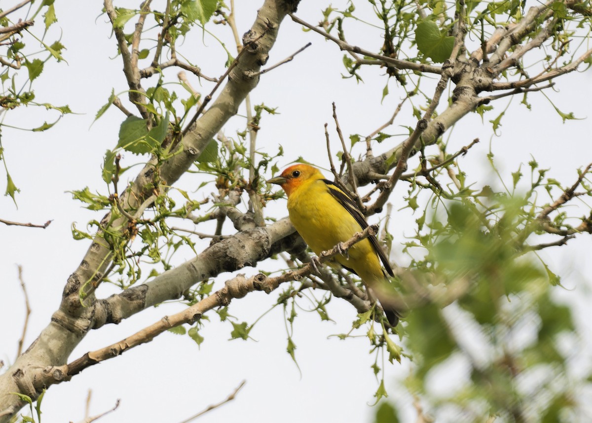 Western Tanager - ML580488891