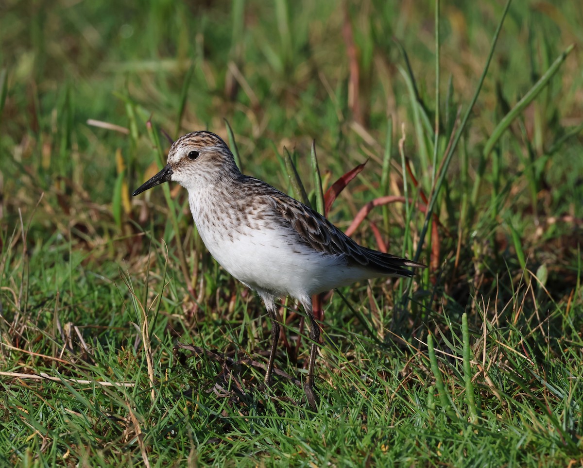 Semipalmated Sandpiper - ML580489661