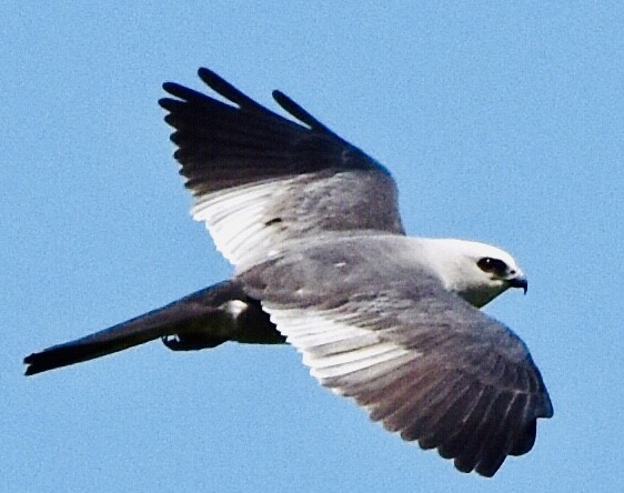 Mississippi Kite - ML580490781