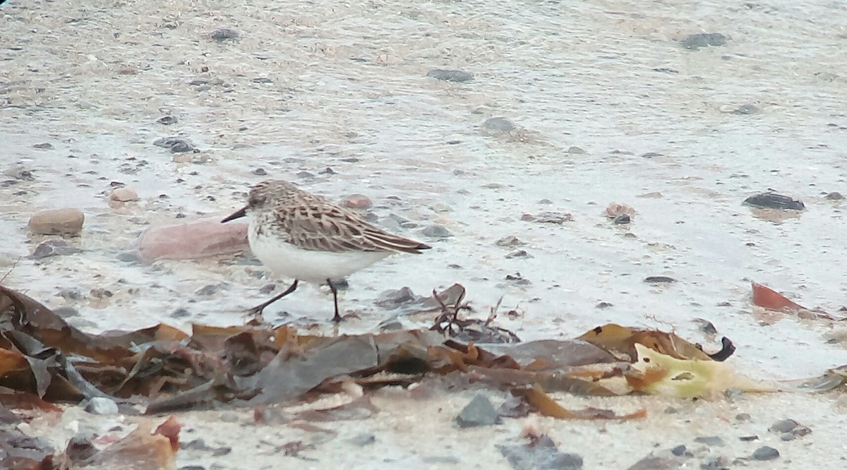 Semipalmated Sandpiper - ML58049081