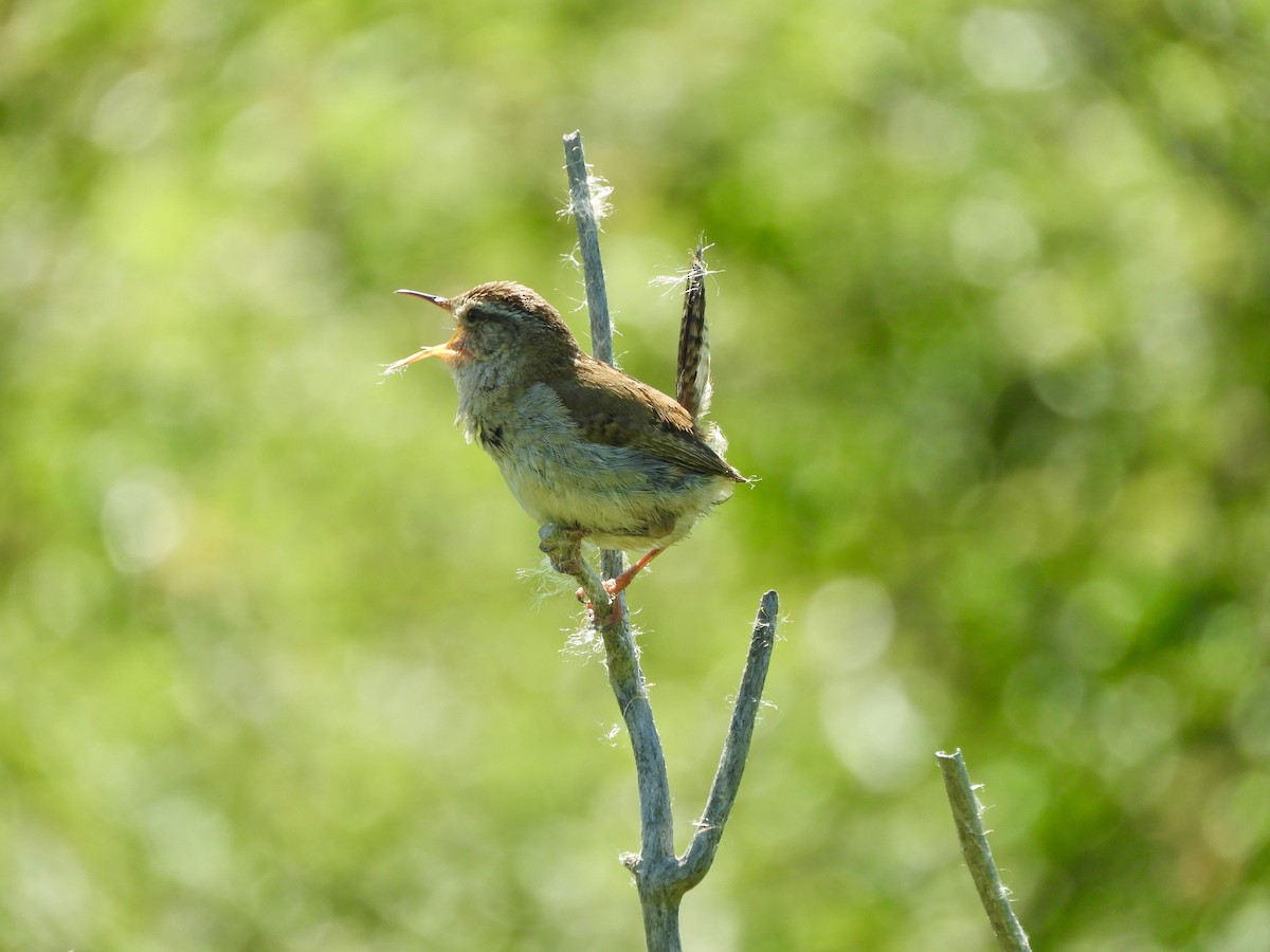 Marsh Wren - ML580490831