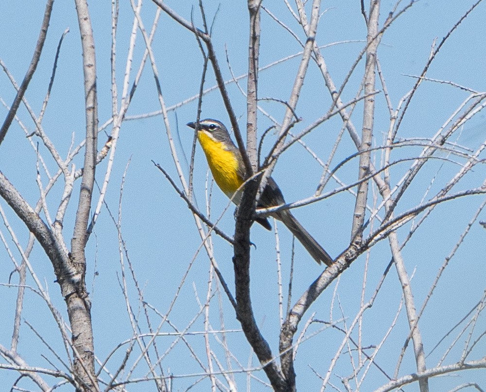 Yellow-breasted Chat - ML580491031