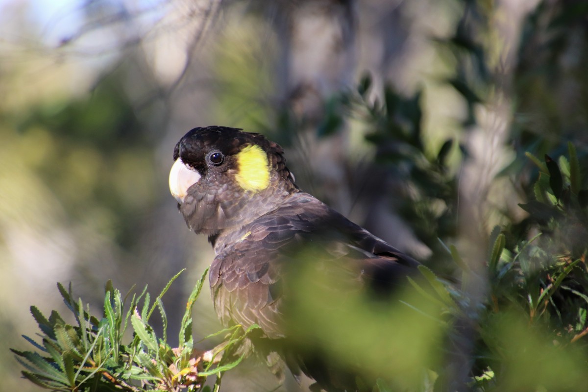 Yellow-tailed Black-Cockatoo - ML580491081