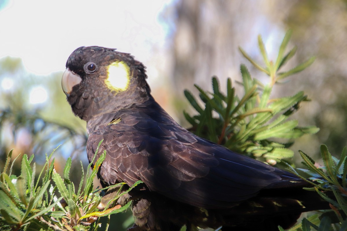Yellow-tailed Black-Cockatoo - ML580491091