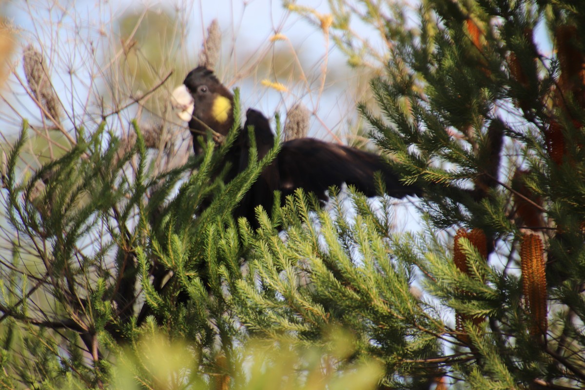 Yellow-tailed Black-Cockatoo - ML580491141