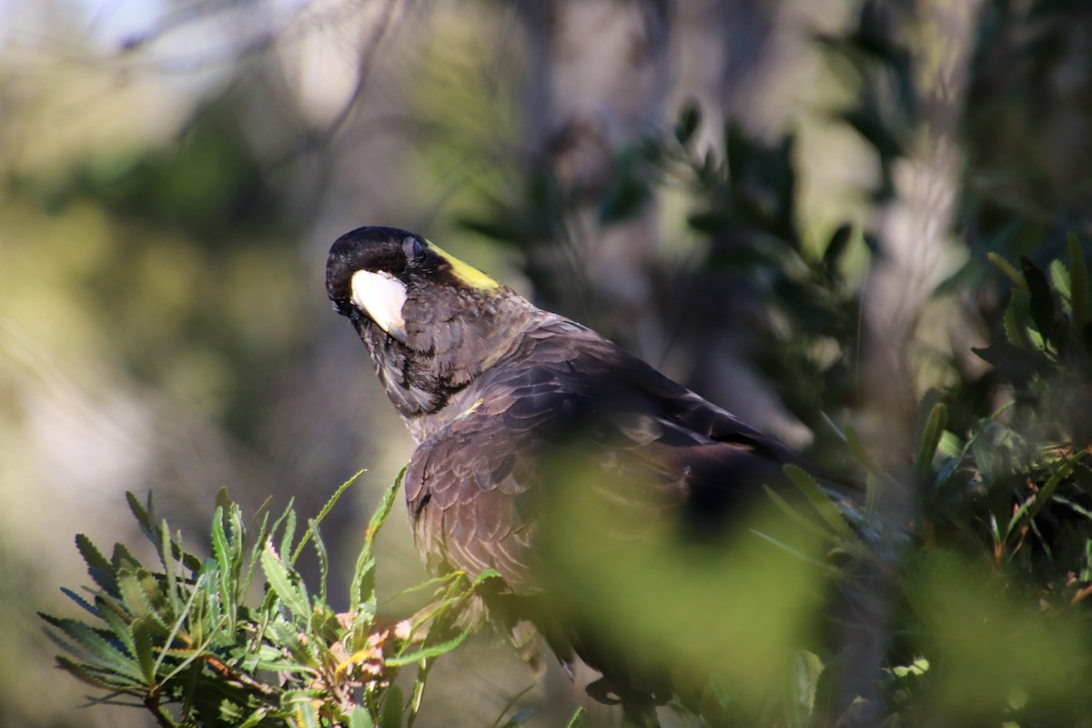 Yellow-tailed Black-Cockatoo - ML580491631