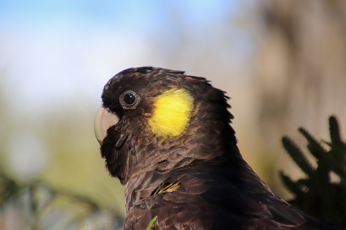 Yellow-tailed Black-Cockatoo - ML580491701