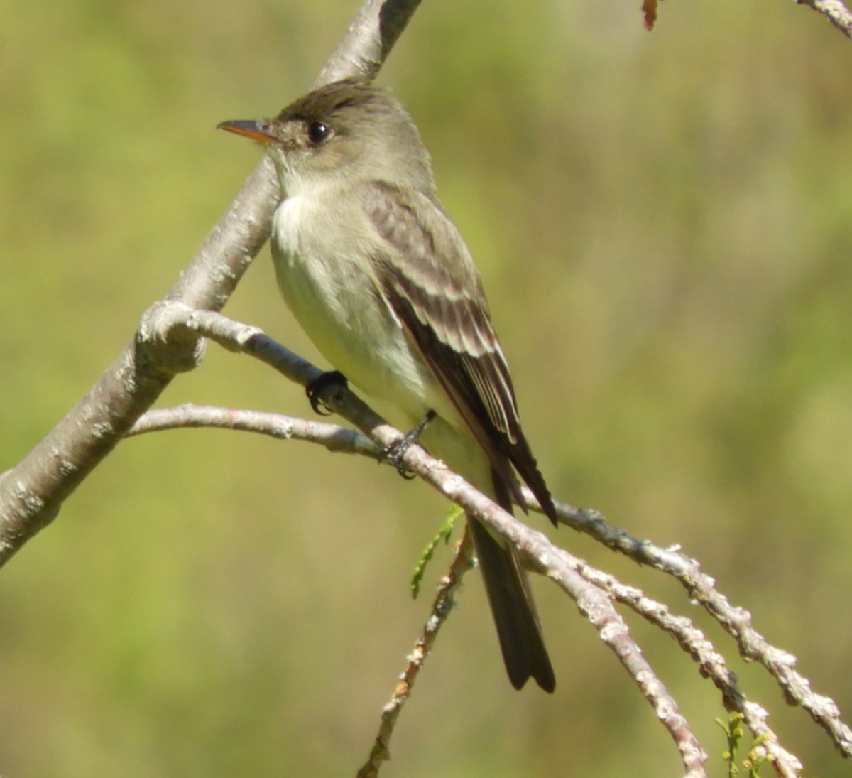 Eastern Wood-Pewee - ML580492161