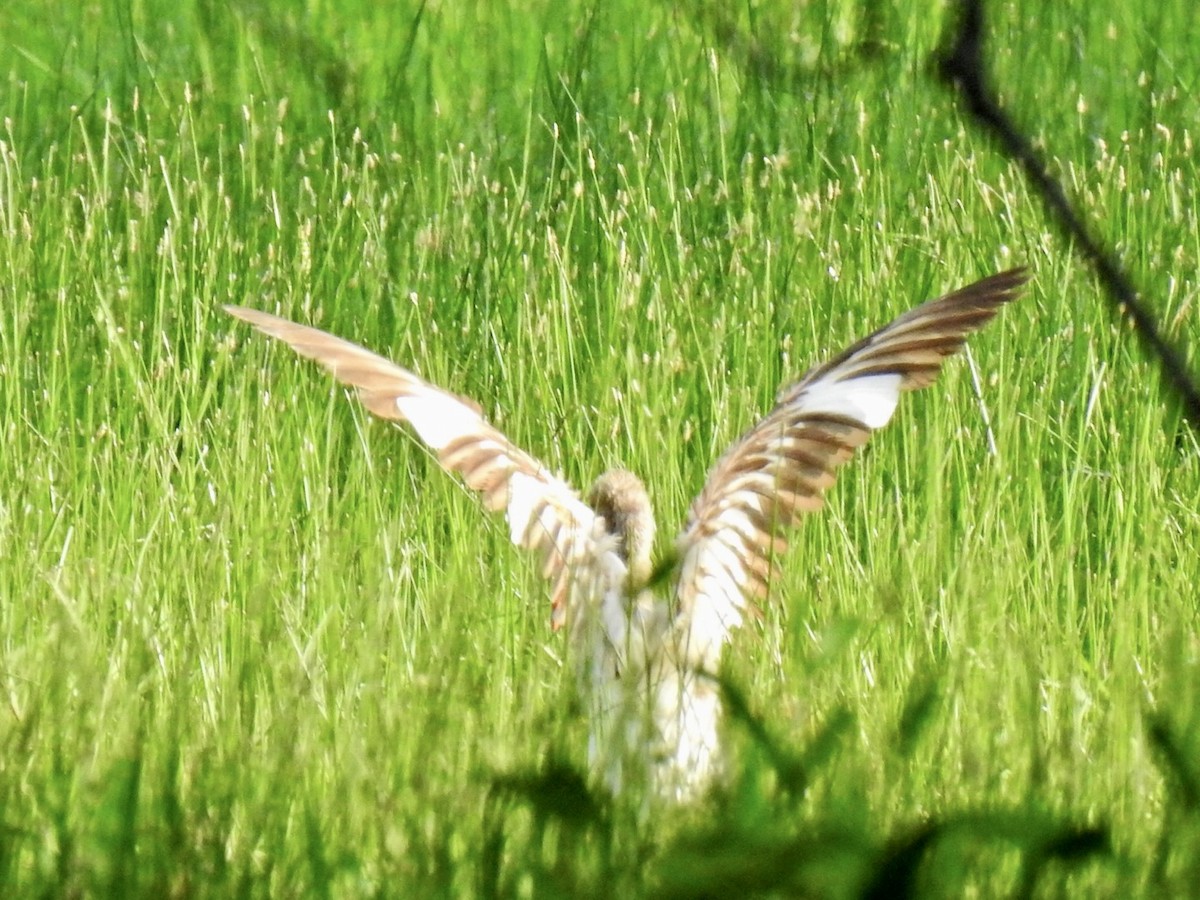 White Ibis - ML580492311