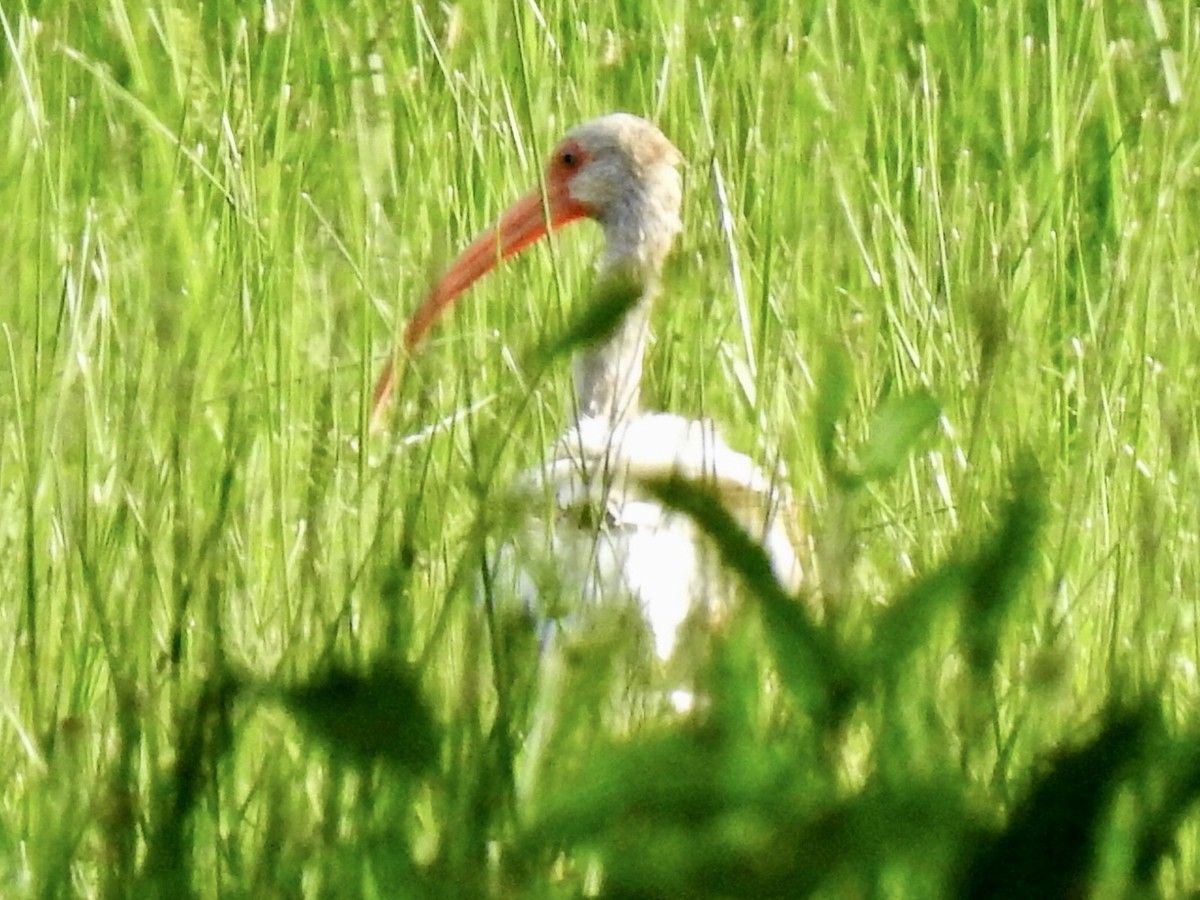 White Ibis - ML580492321