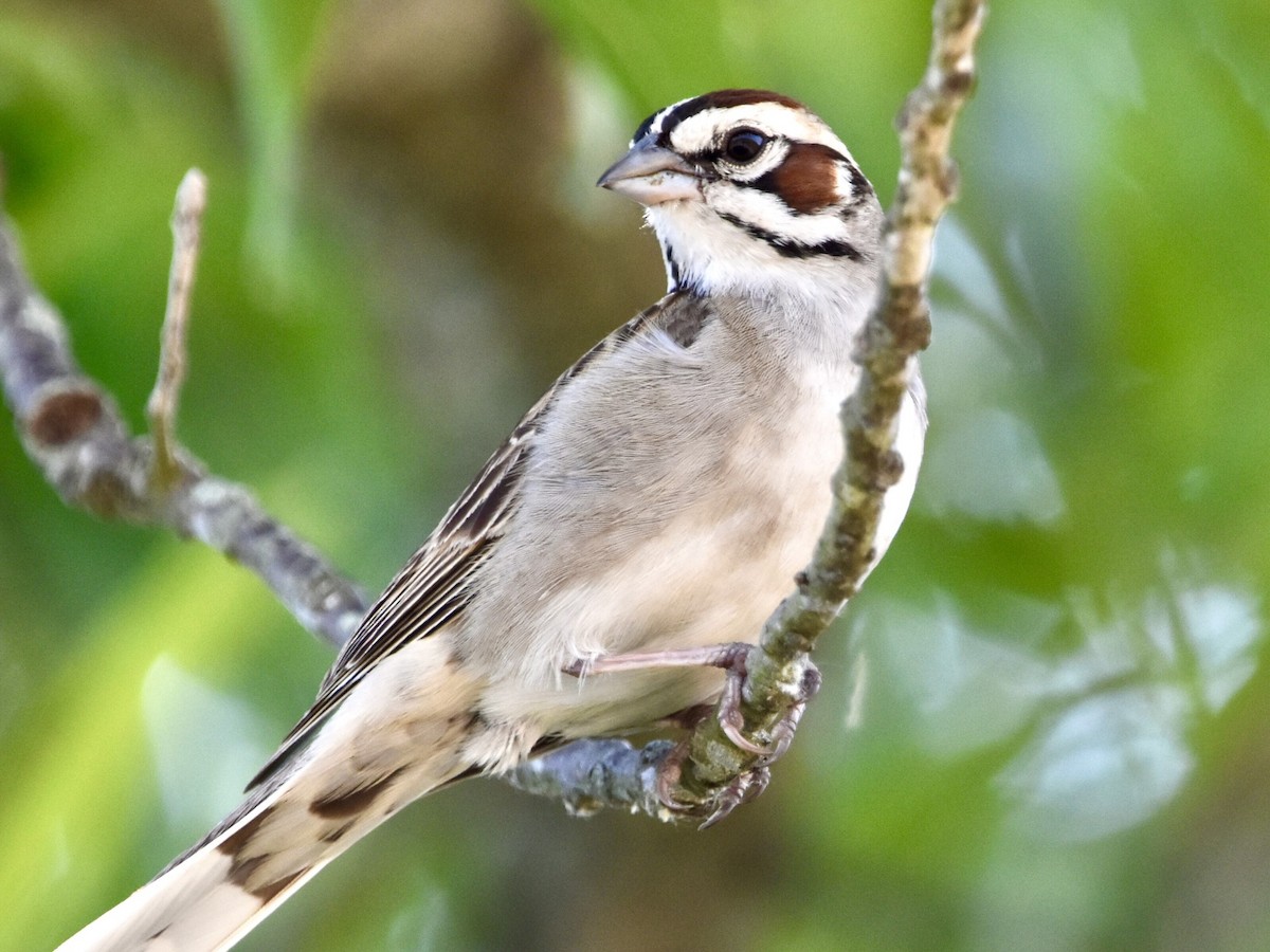 Lark Sparrow - ML580492341